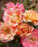 Lady Adrianna rose photo