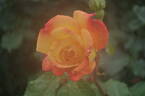 Rio Samba ™ rose photo