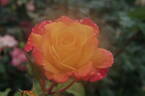 Rio Samba ™ rose photo