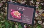 Miramare rose photo