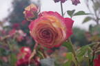 Miramare rose photo