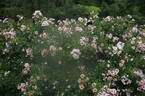 Eridu Babylon rose photo
