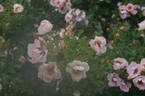 Eridu Babylon rose photo