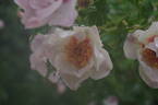 Eridu Babylon rose photo