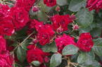 Niccolo Paganini rose photo