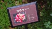 Kirari rose photo
