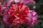 Kirari rose photo