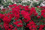 Ingrid Weibull ® rose photo