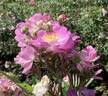 362-64 rose photo