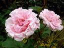 Madame Butterfly rose photo