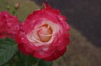 Sheer Magic ™ rose photo