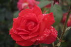 Las Vegas rose photo
