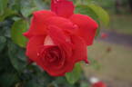 Las Vegas rose photo