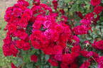 Prince Meillandina rose photo