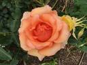 Sunstruck ™ rose photo