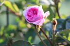 Arthur de Young rose photo