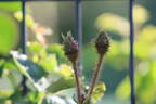 Arthur de Young rose photo