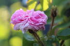 Arthur de Young rose photo