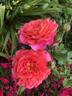 Christopher Marlowe rose photo