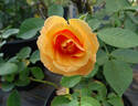 Téquila ® rose photo