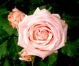 Highness Miyabi rose photo