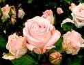 Highness Miyabi rose photo