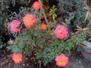 KORcelin rose photo