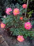 KORcelin rose photo