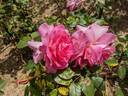 Mrs. Harold Alston rose photo