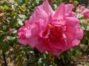 Mrs. Harold Alston rose photo