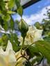 Golden Vision rose photo