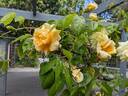 Golden Vision rose photo
