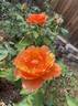 Bronze Star ™ rose photo