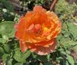 Bronze Star ™ rose photo