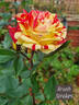 Brush Strokes rose photo