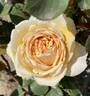 Bella di Todi ® rose photo