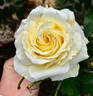 White Licorice™ rose photo