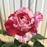 Neil Diamond rose photo