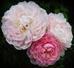 Redouté rose photo