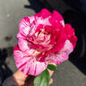 Neil Diamond rose photo