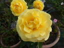 Golden Smiles rose photo