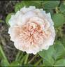 Stile '800® rose photo