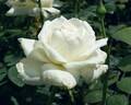 Hanae Mory rose photo