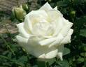 Hanae Mory rose photo