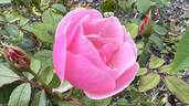 Bow Bells ™ rose photo