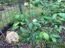 Lady Roberts rose photo