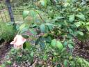 Lady Roberts rose photo