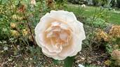 Sans Souci rose photo