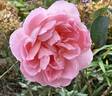 Dames de Chenonceau ® rose photo