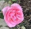 Guy de Maupassant rose photo